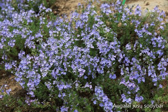 Armėninė veronika (Veronica armena)